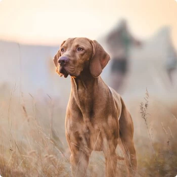 REAL NATURE Superfood Adult Kalb Mit Brokkoli 6x800 G – Bild 4