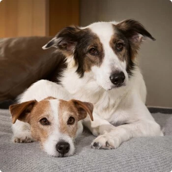 SELECT GOLD Pure Adult Huhn 6x400 G – Bild 3