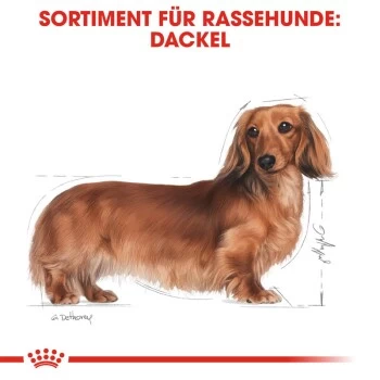 ROYAL CANIN Dachshund Adult 7,5 Kg – Bild 5