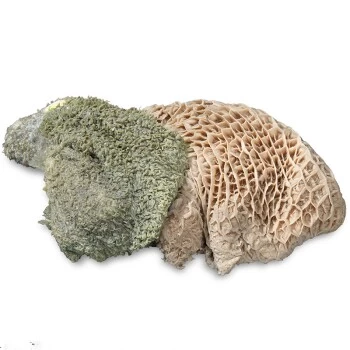 ProCani Buy Nature Pansen Grün 16x500 G – Bild 3