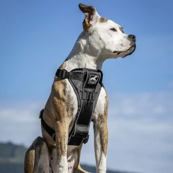 Kurgo Tru-Fit Smart Hundegeschirr XS – Bild 7