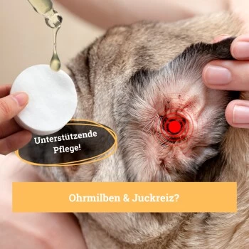 BeG Buddy Ohrreiniger Für Hunde, Juckreiz, Verschmutzung & Ohrmilben, Ohrenpflege Hund – Bild 4