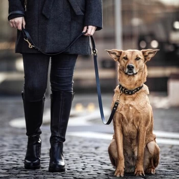 THE DOG IDEA Biothane Halsband Gold Khaki M – Bild 4