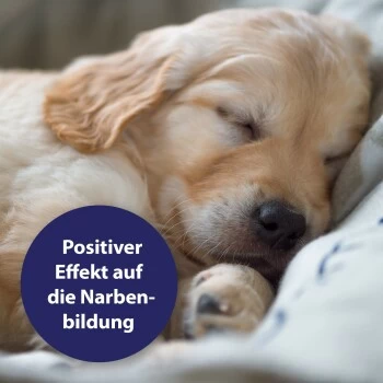 Canosept Wundgel Für Hunde 20 Ml – Bild 4