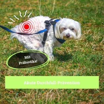 BeG Buddy Magen & Darm Tabletten Hund, Präbiotika Zur Darmsanierung, Verdauung, Durchfall, Blähungen – Bild 3