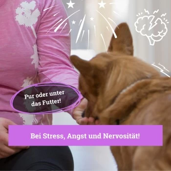 BeG Buddy Beruhigungsmittel Anti Stress – Bild 5
