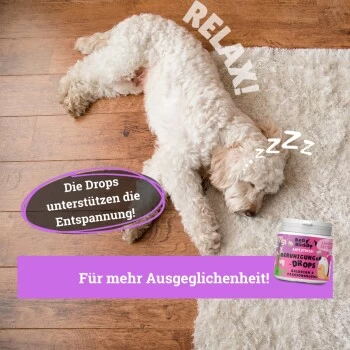 BeG Buddy Beruhigungsmittel Anti Stress – Bild 4